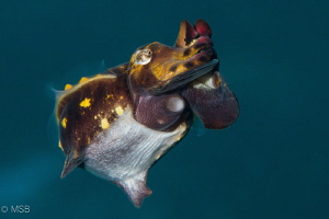 Flamboyant cuttle fish from different angle of view. by Mehmet Salih Bilal 